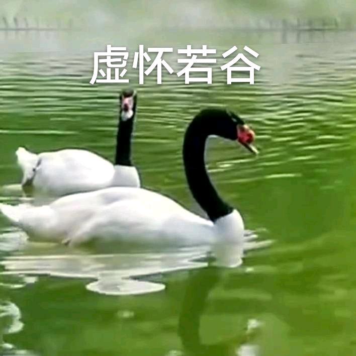 虚怀若谷
