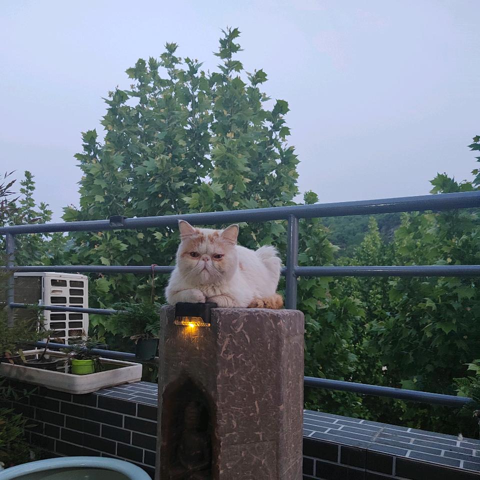 晓风映辉®