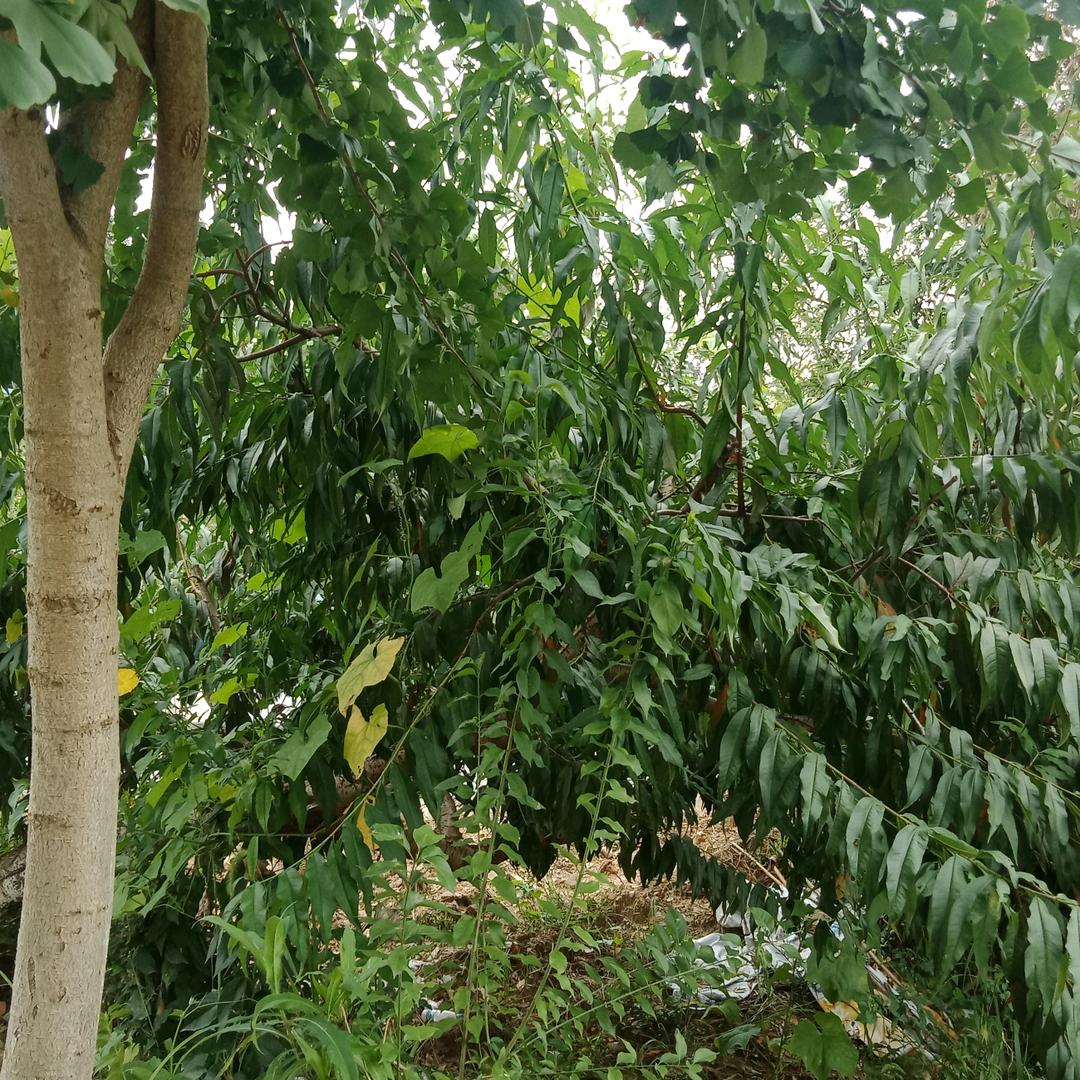 奔跑中