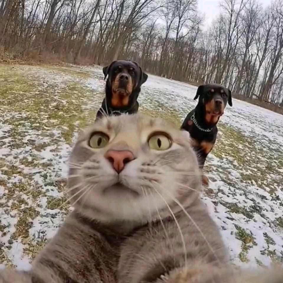 猛男.