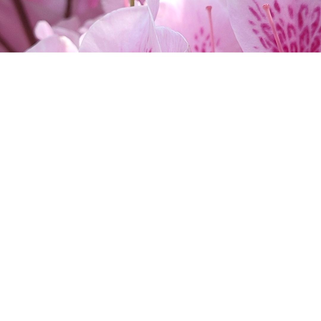 wsq