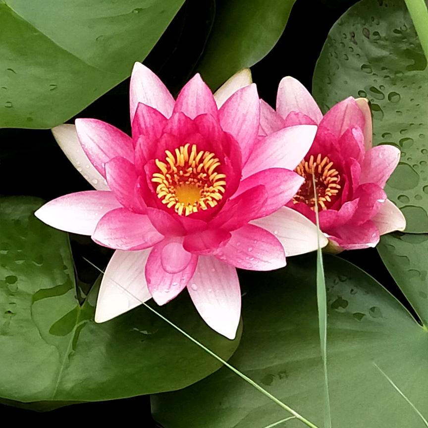 远方