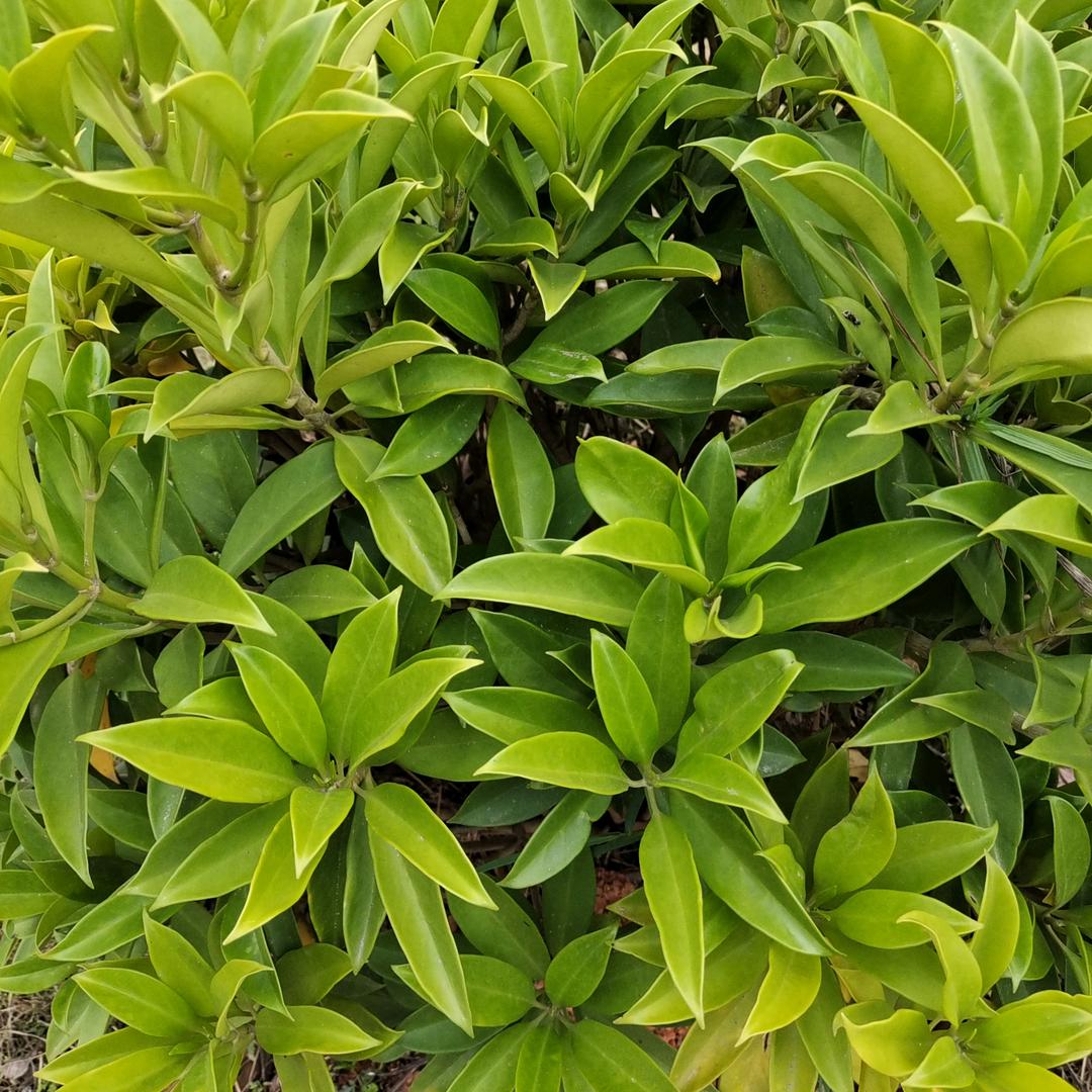 河源郎（五指毛桃）