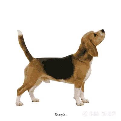 滨湖犬舍