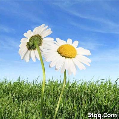 小芸