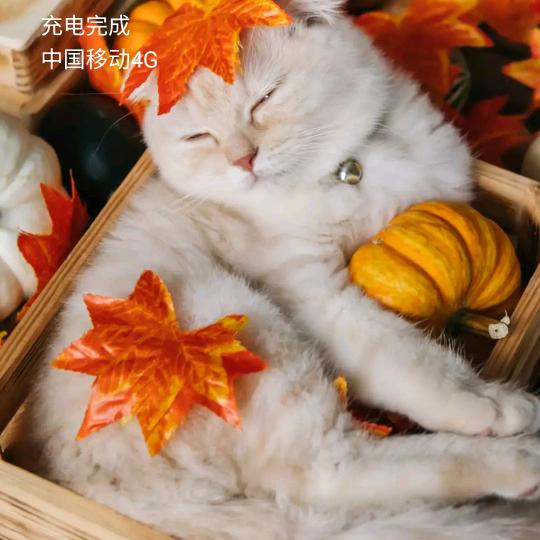流年。浮生若梦