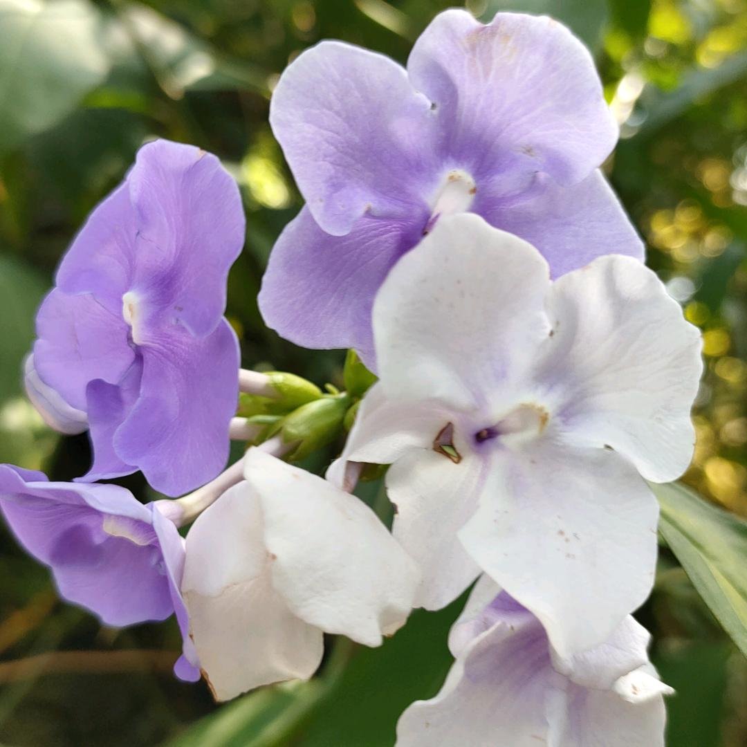 一缕秋风【港618】