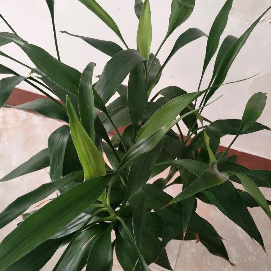 绿竹