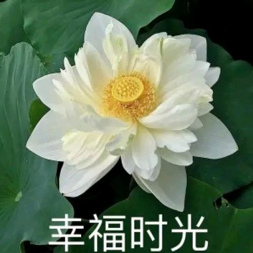 平安是福™