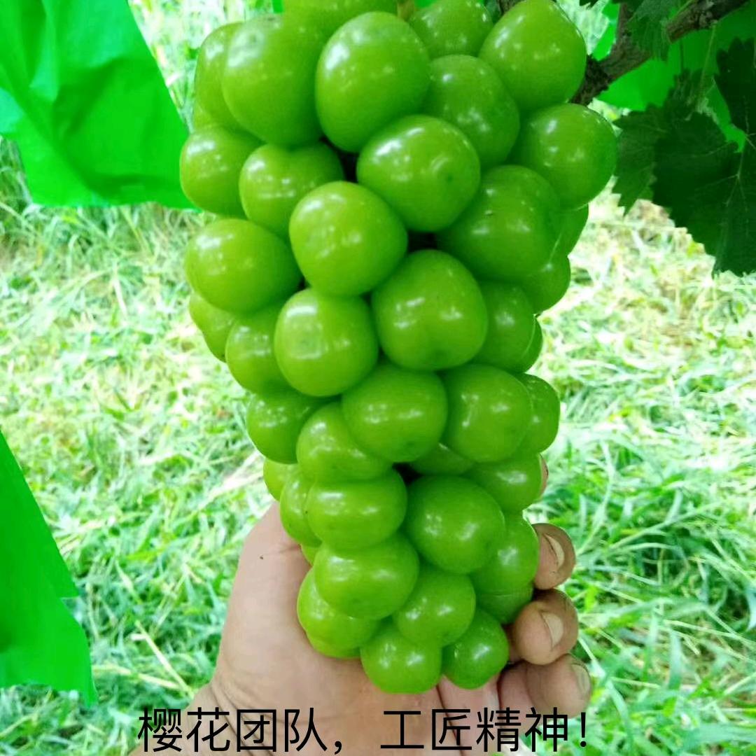 天福樱花阳光玫瑰技术服务—天福飞羽
