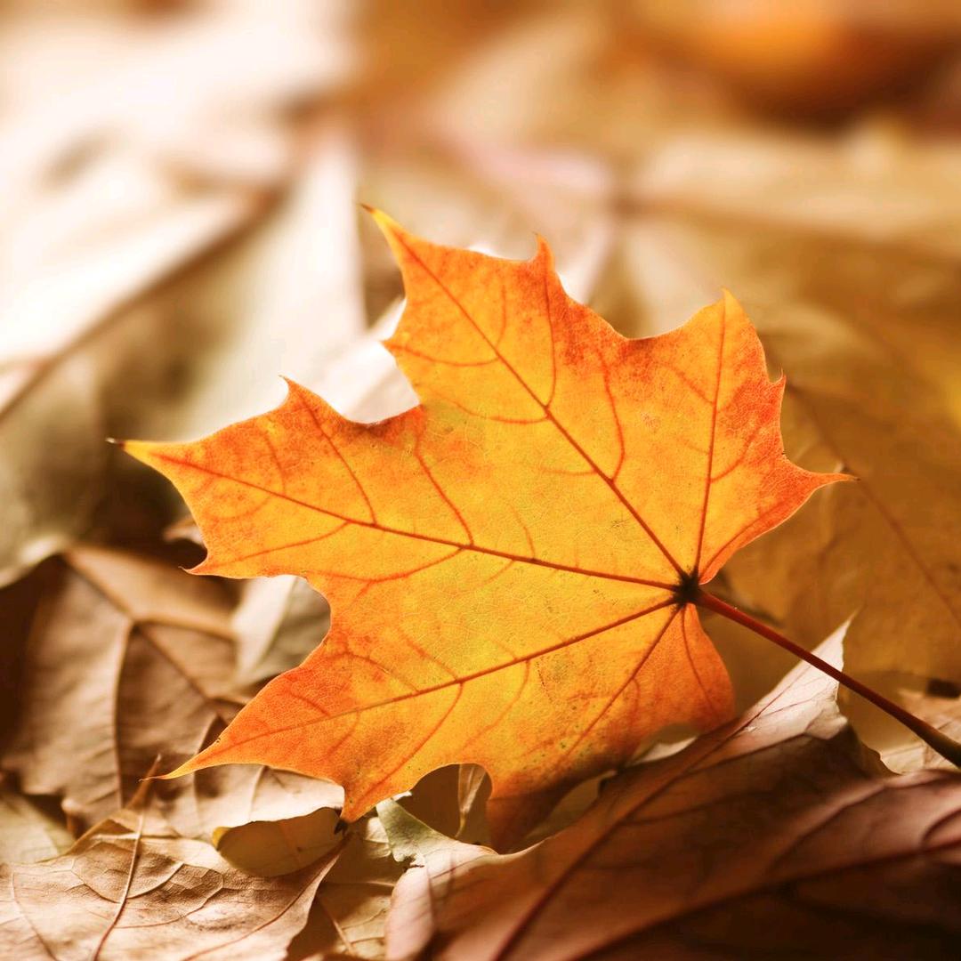 金秋落叶🍂
