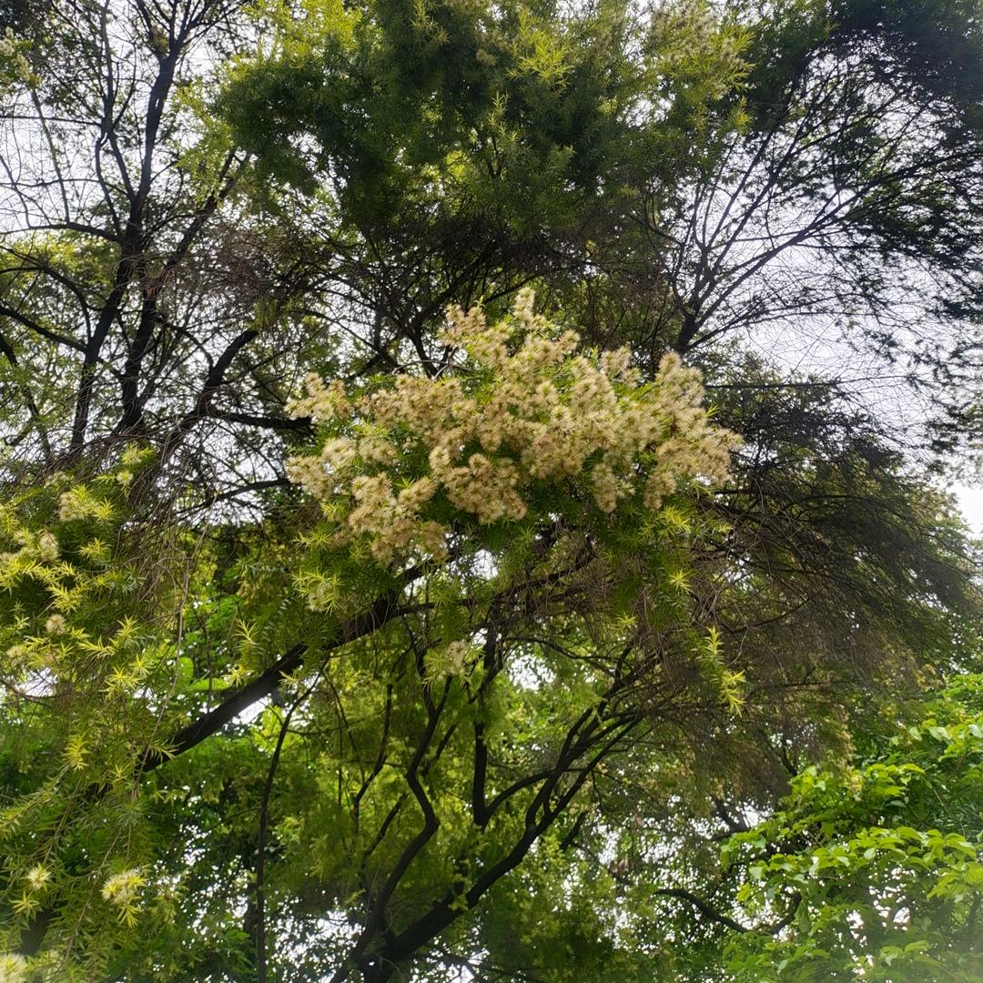 纤纤