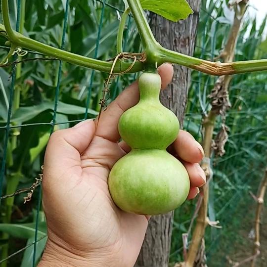 东昌卓哲工艺葫芦创意屋