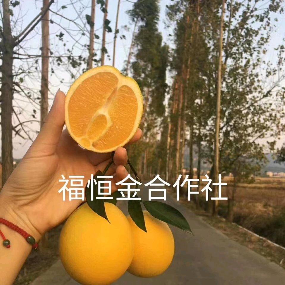 福恒金农民合作社