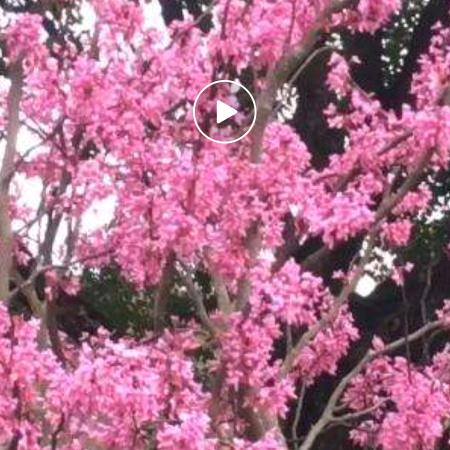 野娥