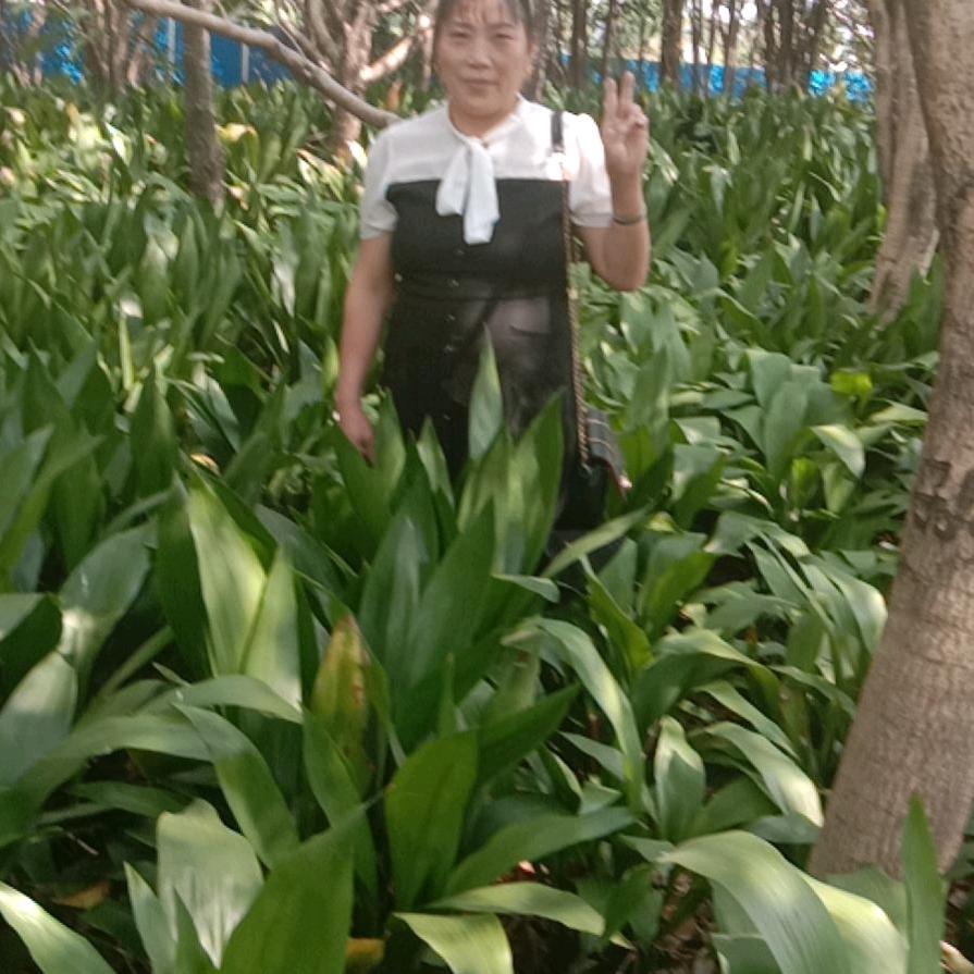 @莲花