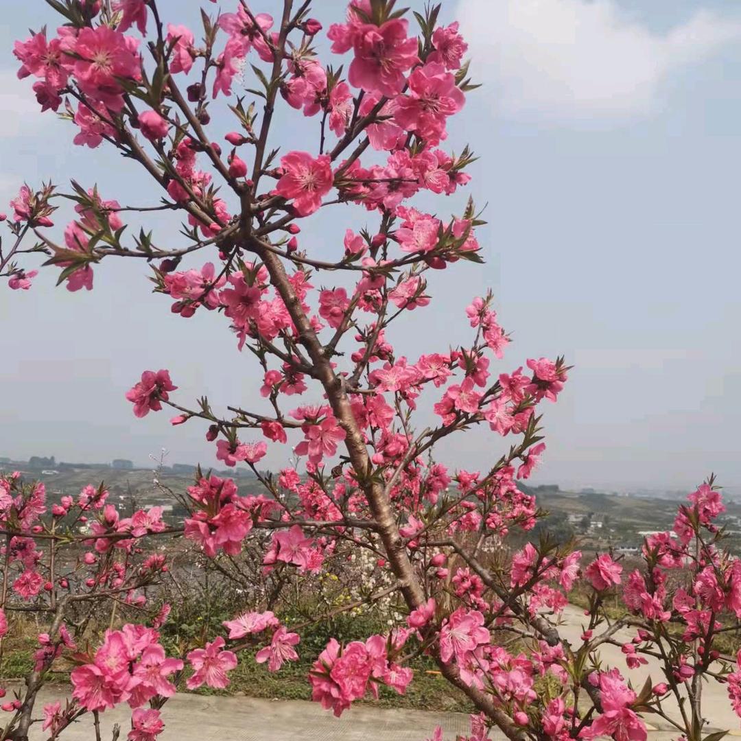 如花如画