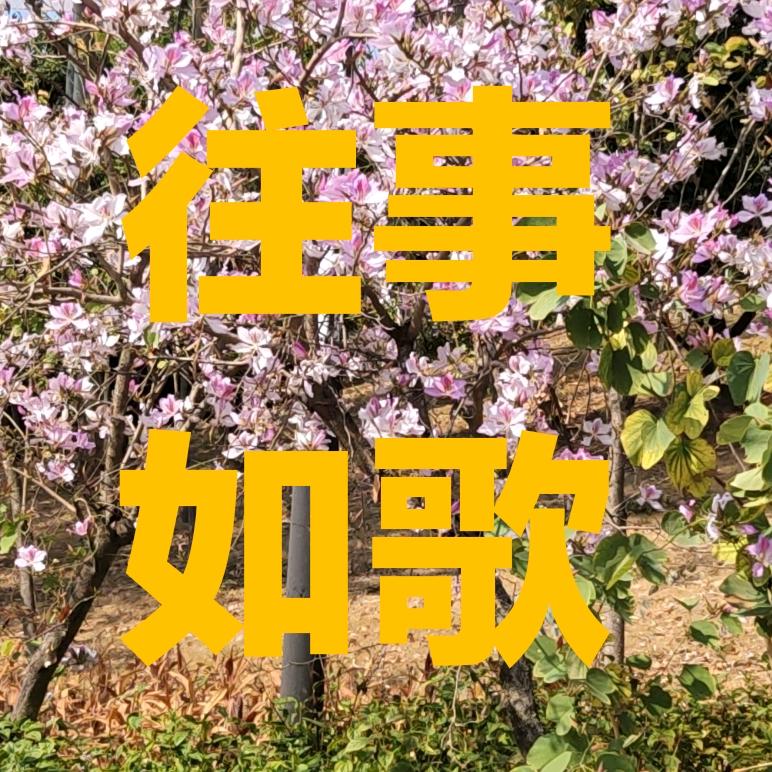 往事如歌