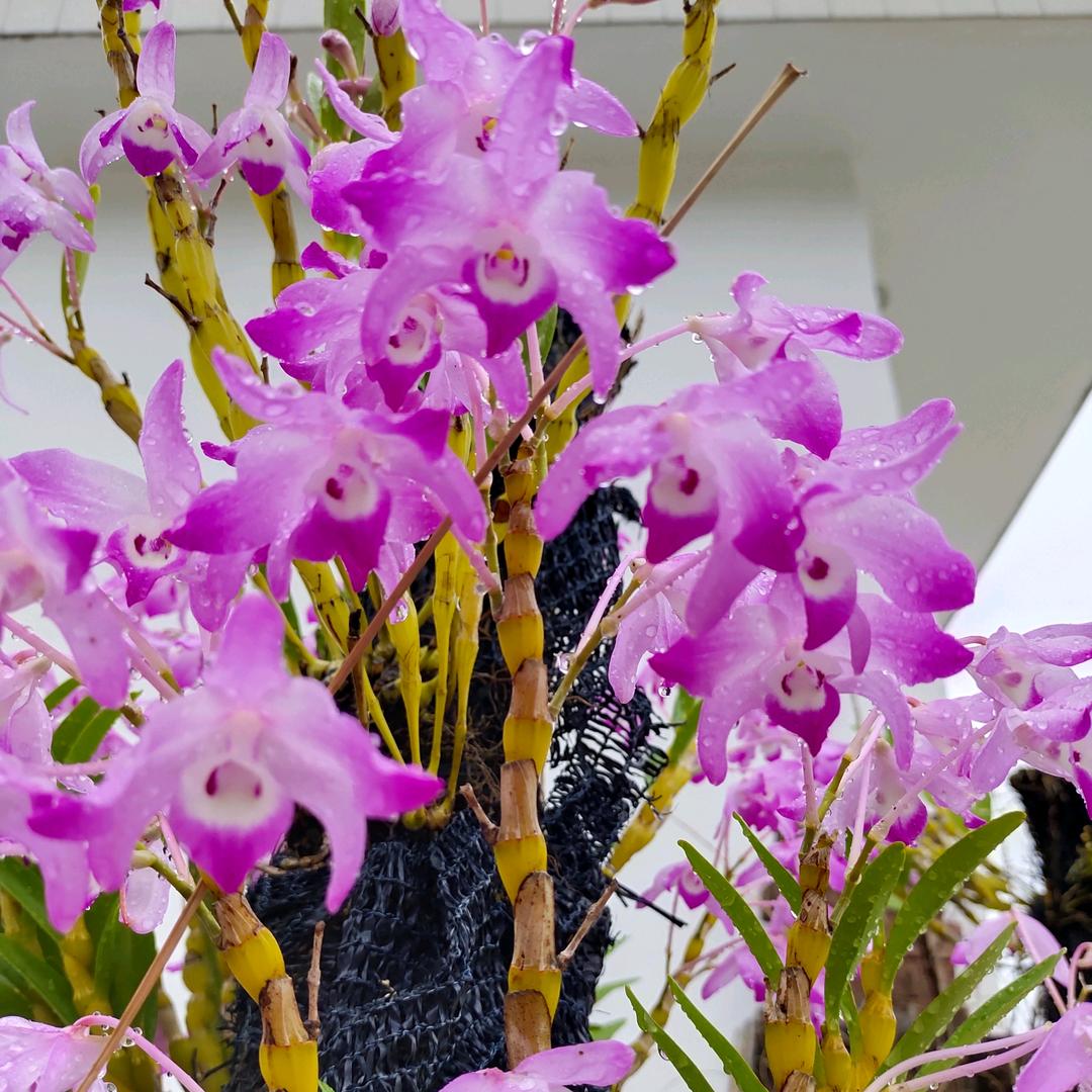 雅乡情(๑><๑）源