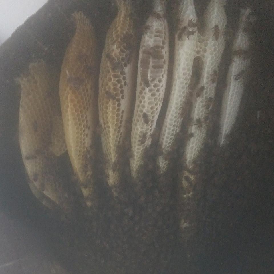 农家土蜂蜜