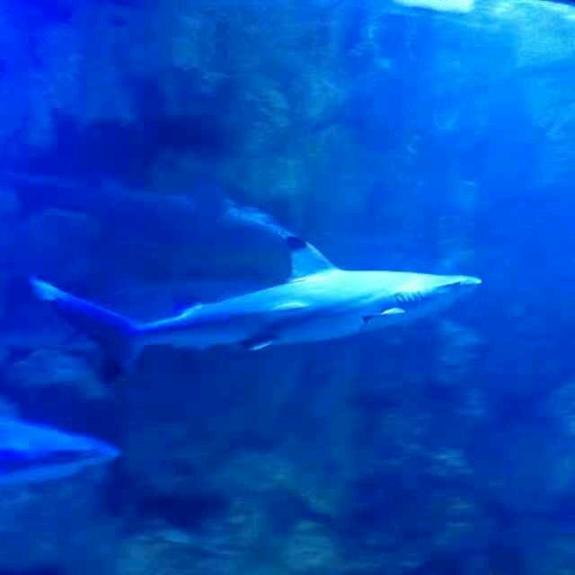 河南生猪贸易李文涛