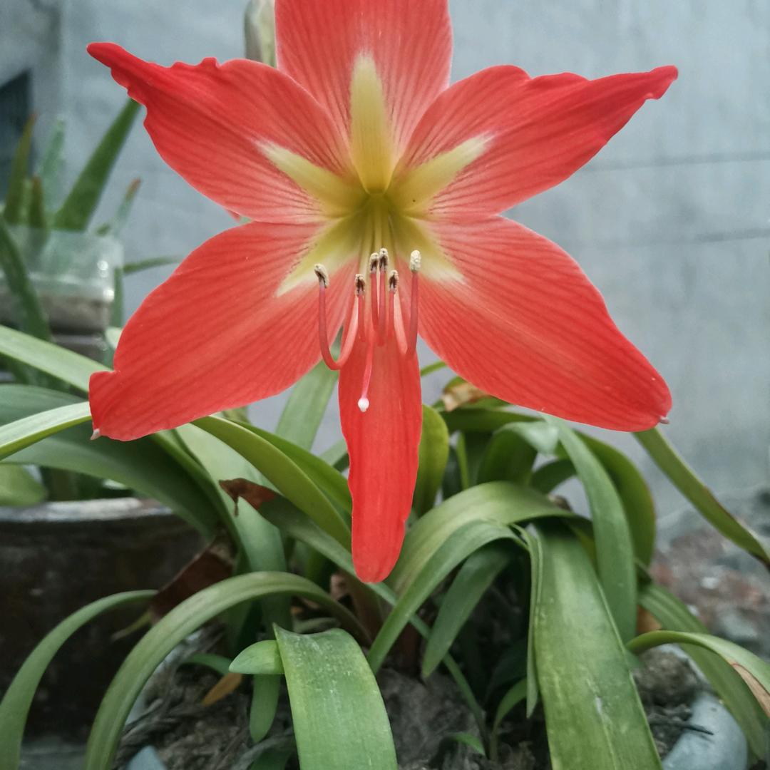 游课