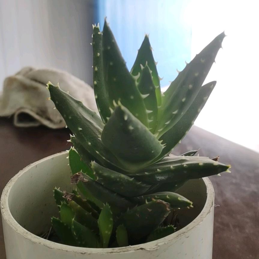 一杯浊酒敬余年