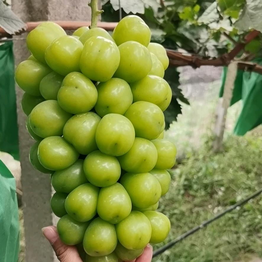 徐荣陛