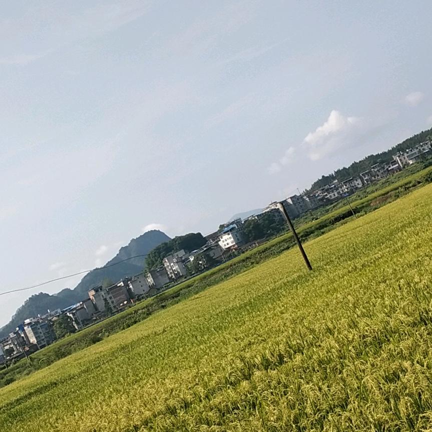 天