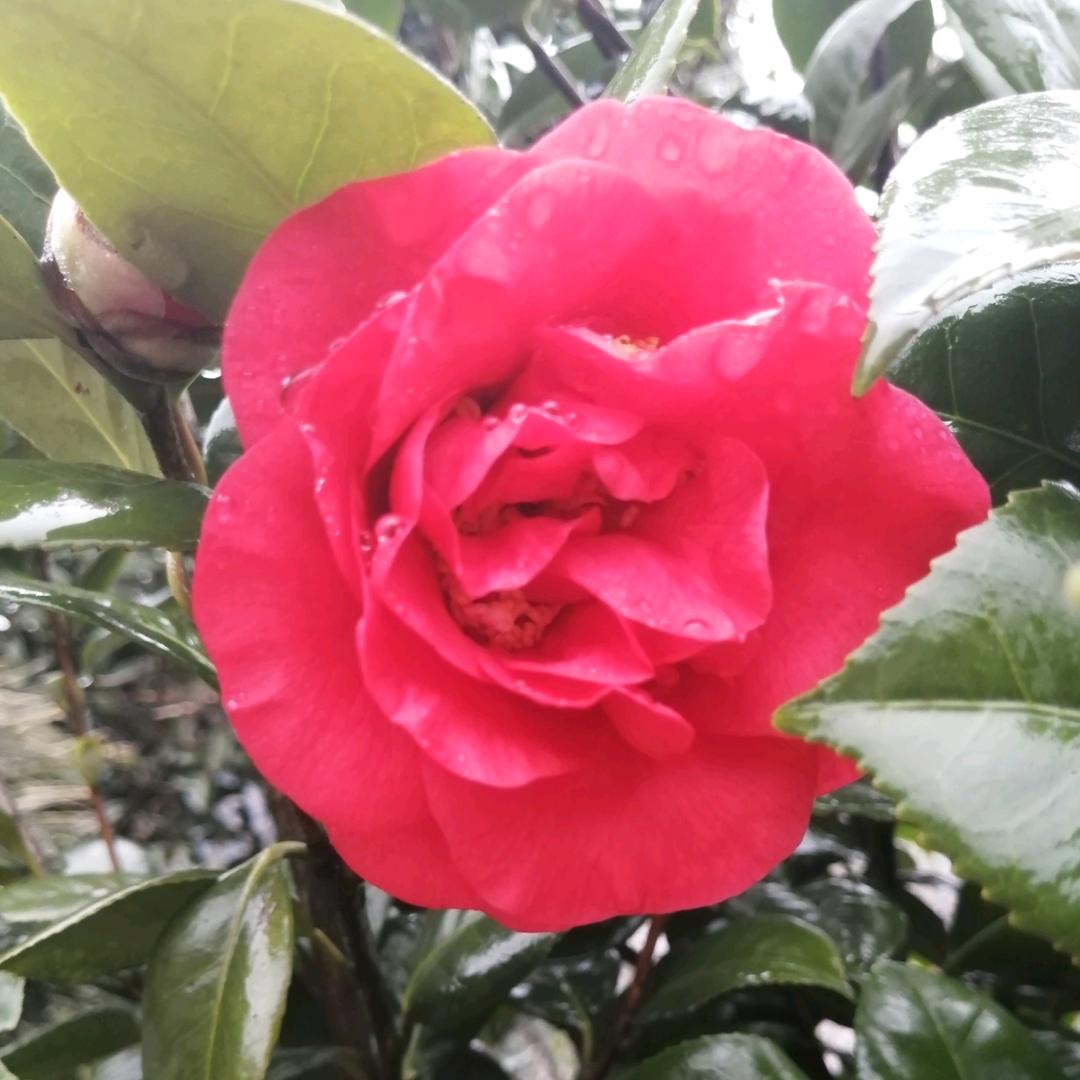 春意正浓