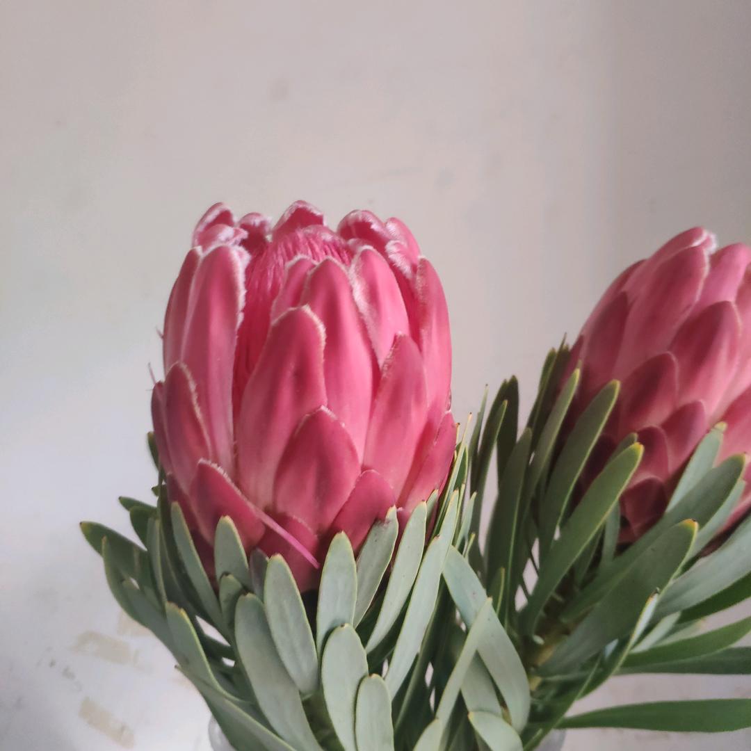 云南吉贝鲜花