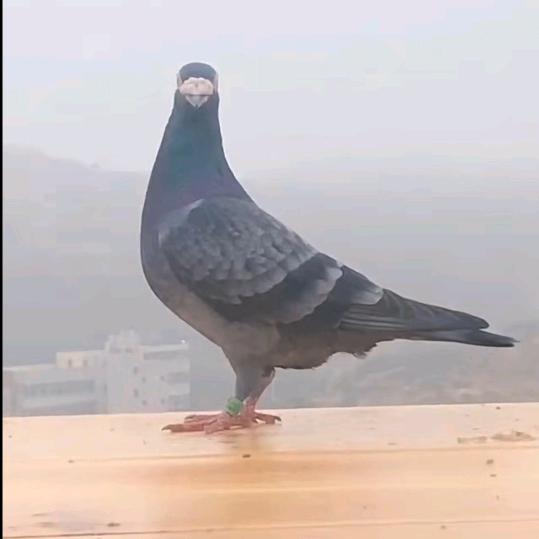 其实是我错过你