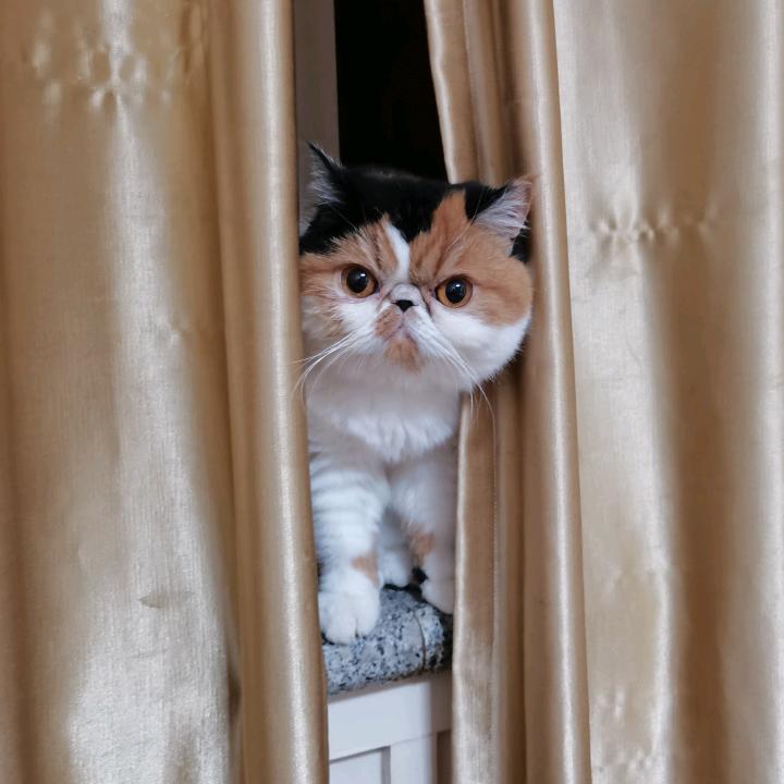 家有美喵