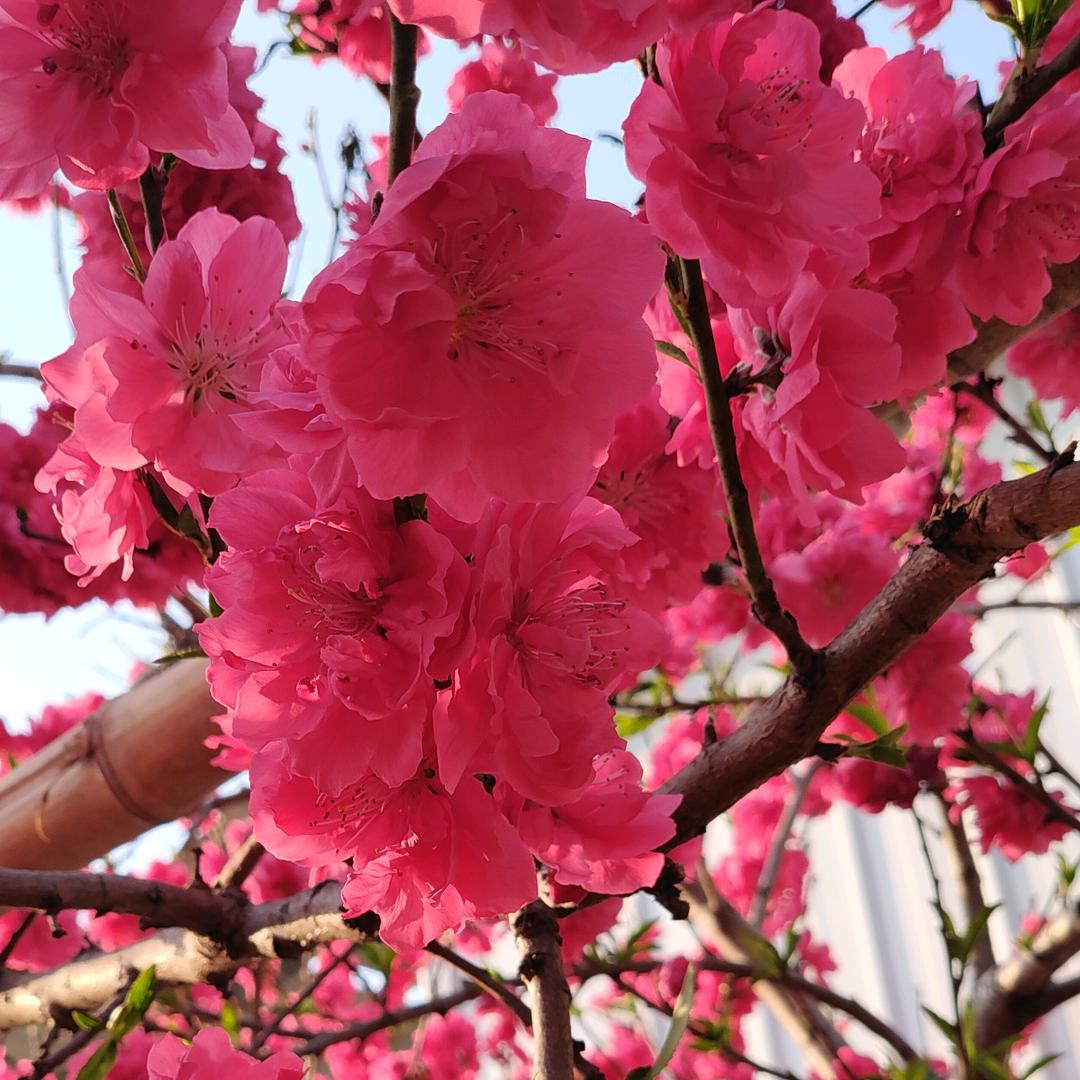 **花朵💐💐💐