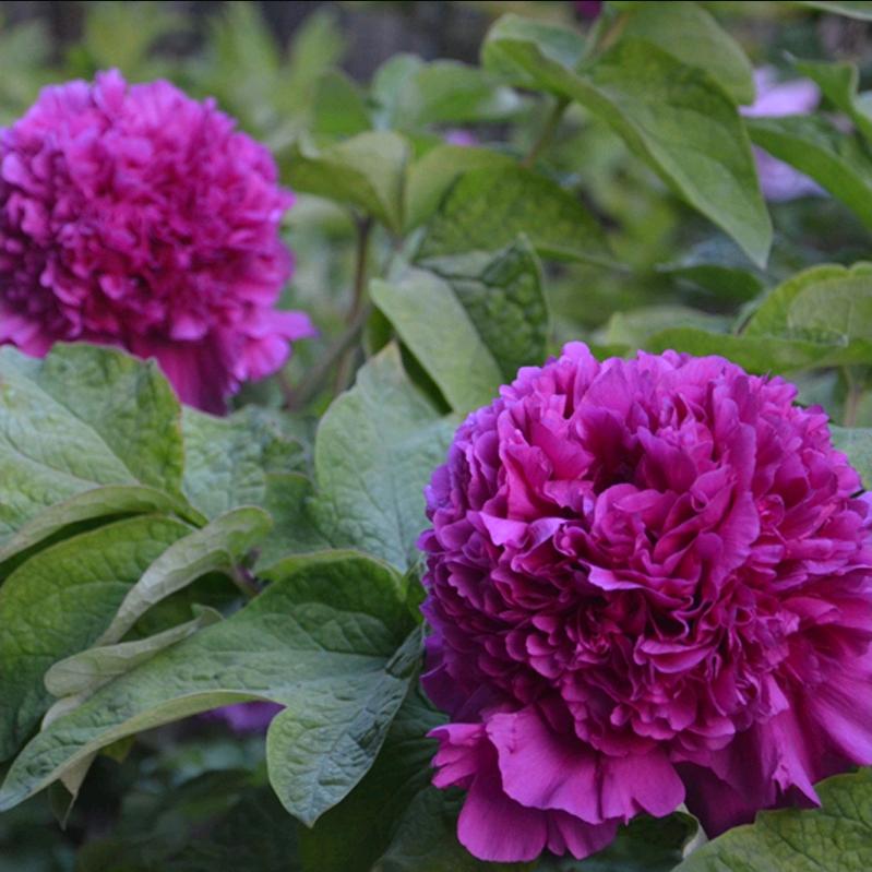 菏泽月下牡丹芍药