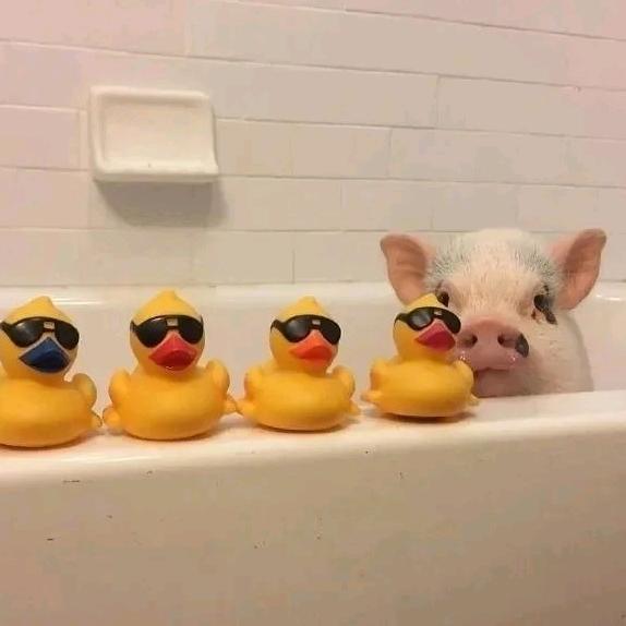 西红柿🍅炒西瓜🍉🌈