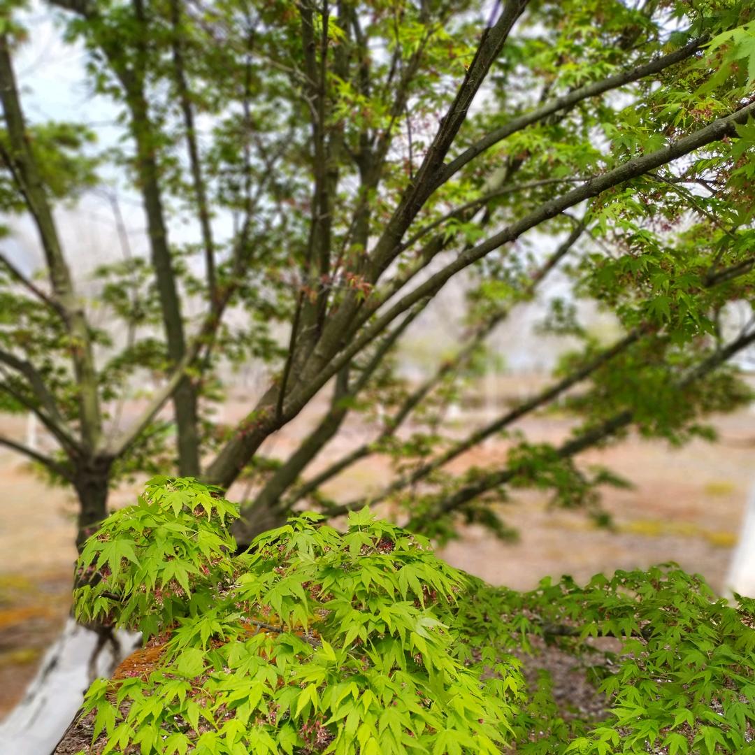 袁春雨