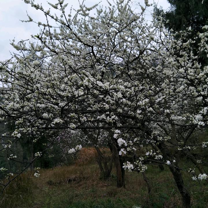 春歌