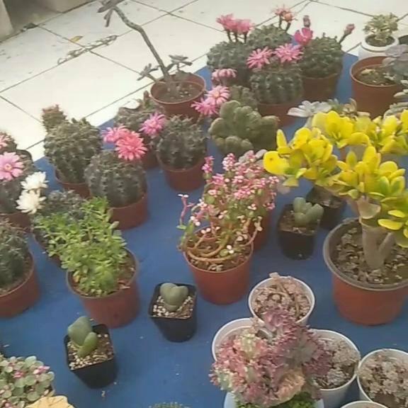 梦的翅膀🐎🐎🐭💦⭐