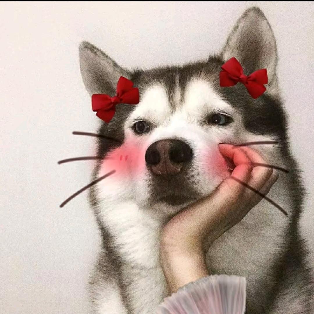 他的她的猫的喵