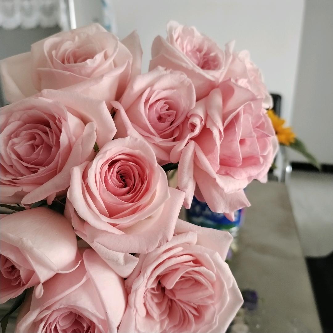 钱💰进兜兜（斗南鲜切花基地直发)2