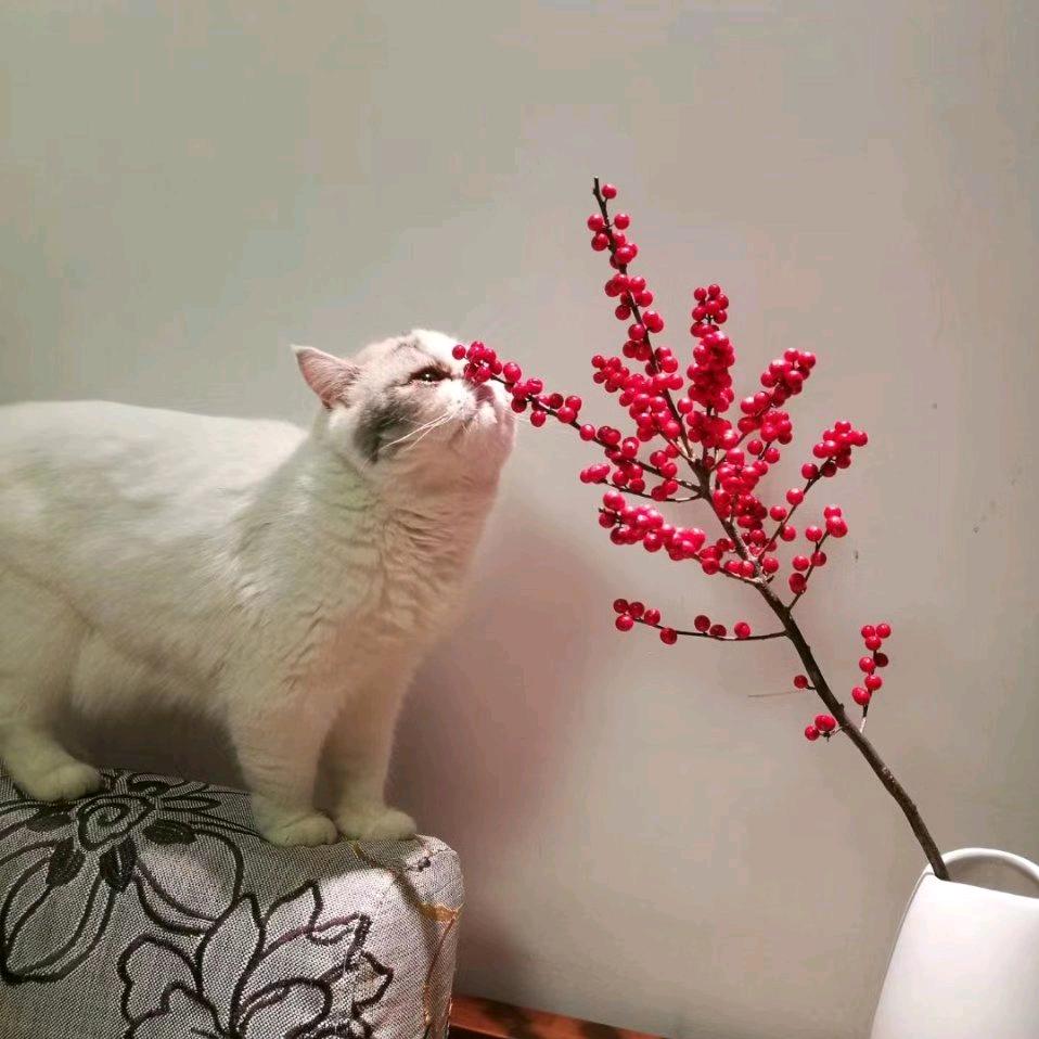 海妖是海妖67209