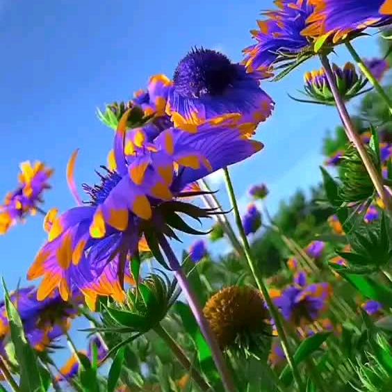 番伯好物优选商城