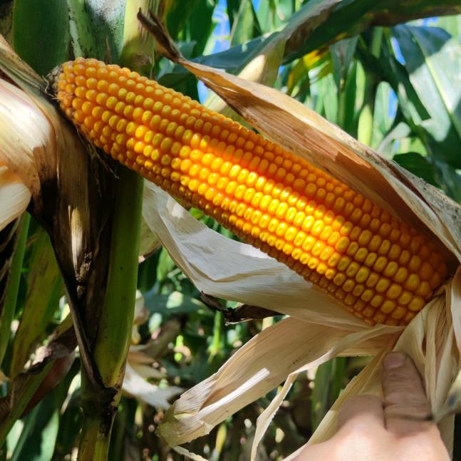 哈尔滨敦玉农业科技有限公司