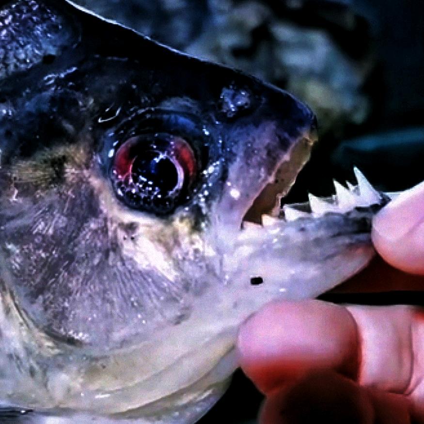 亚马逊 猛宠馆@抖音