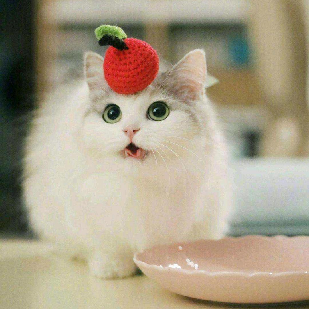 宠宠欲动🐱