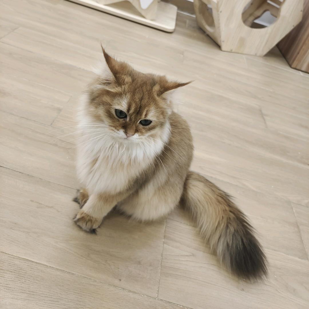 茯苓青黛