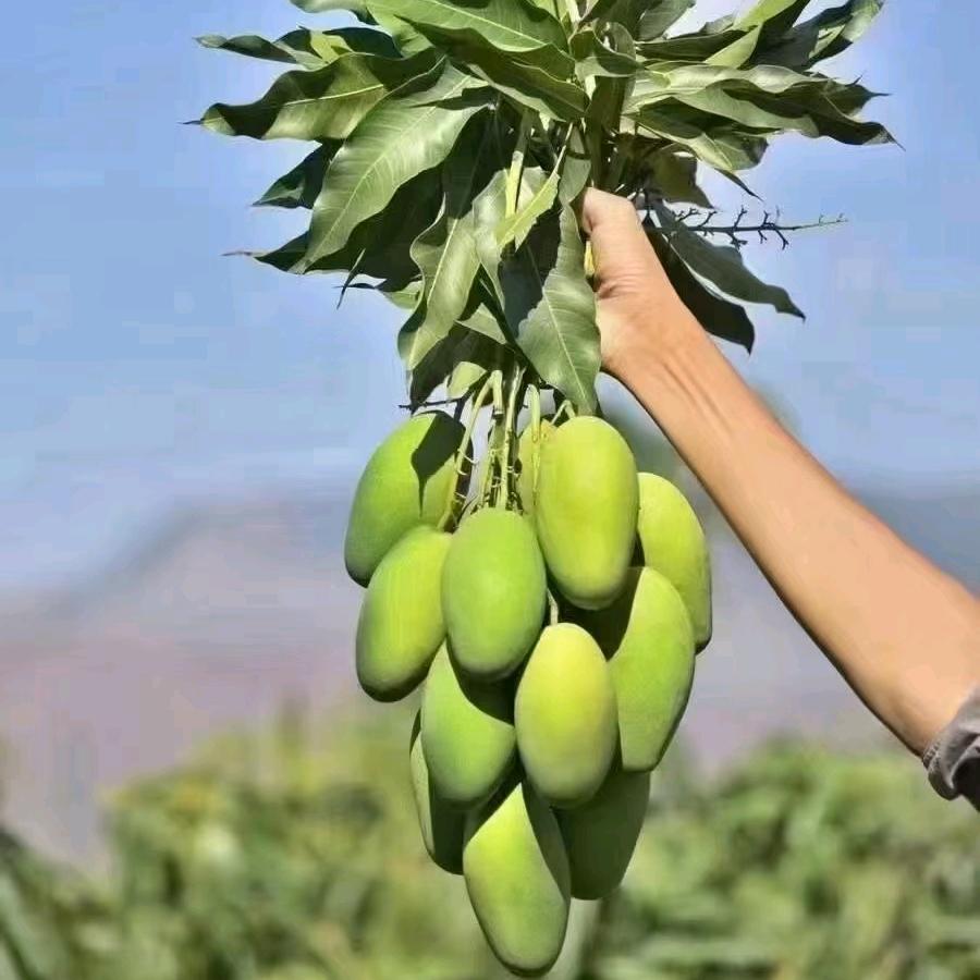 芒得很