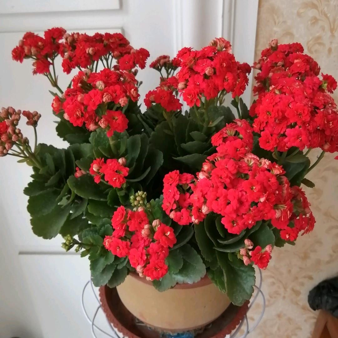 九月菊花