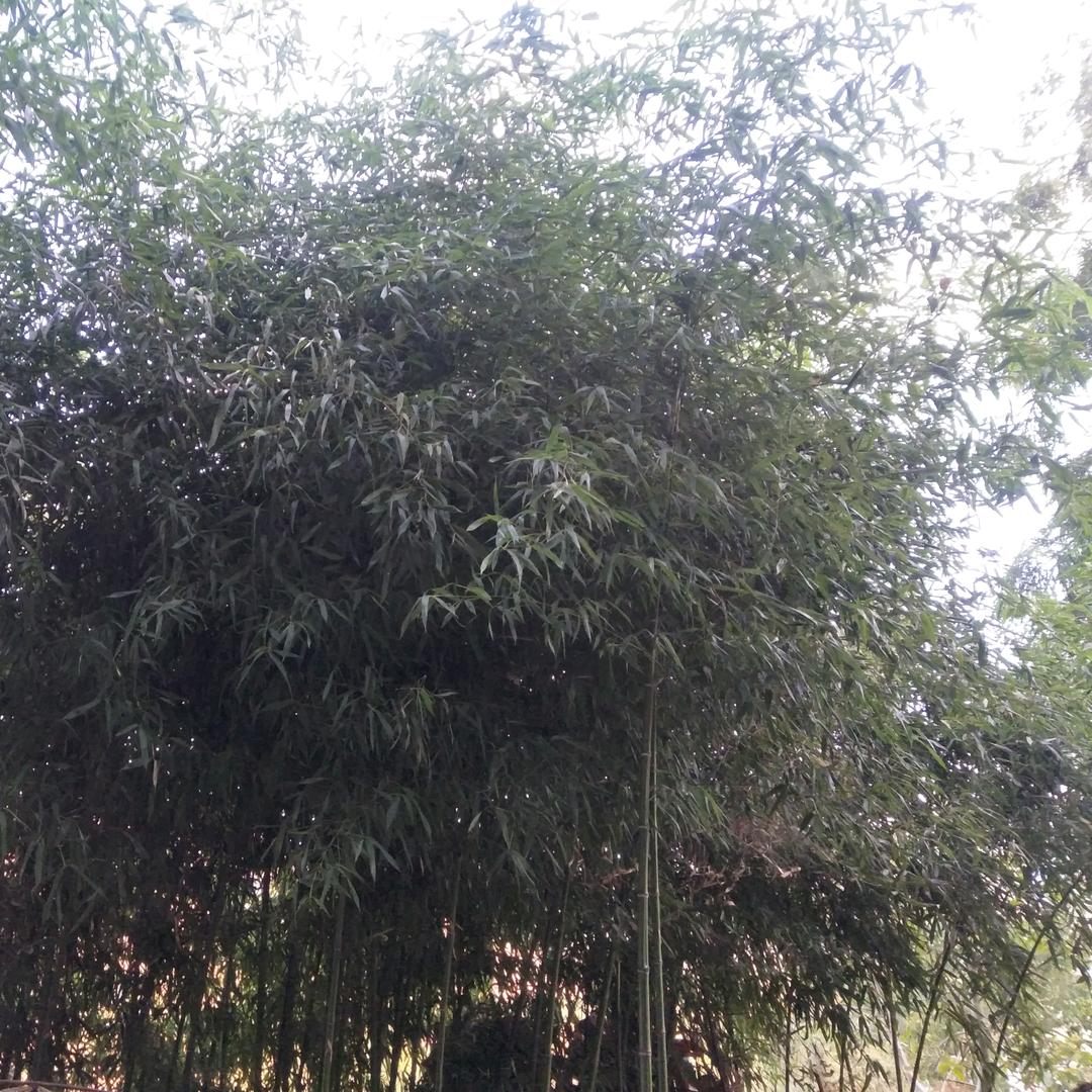皇太后